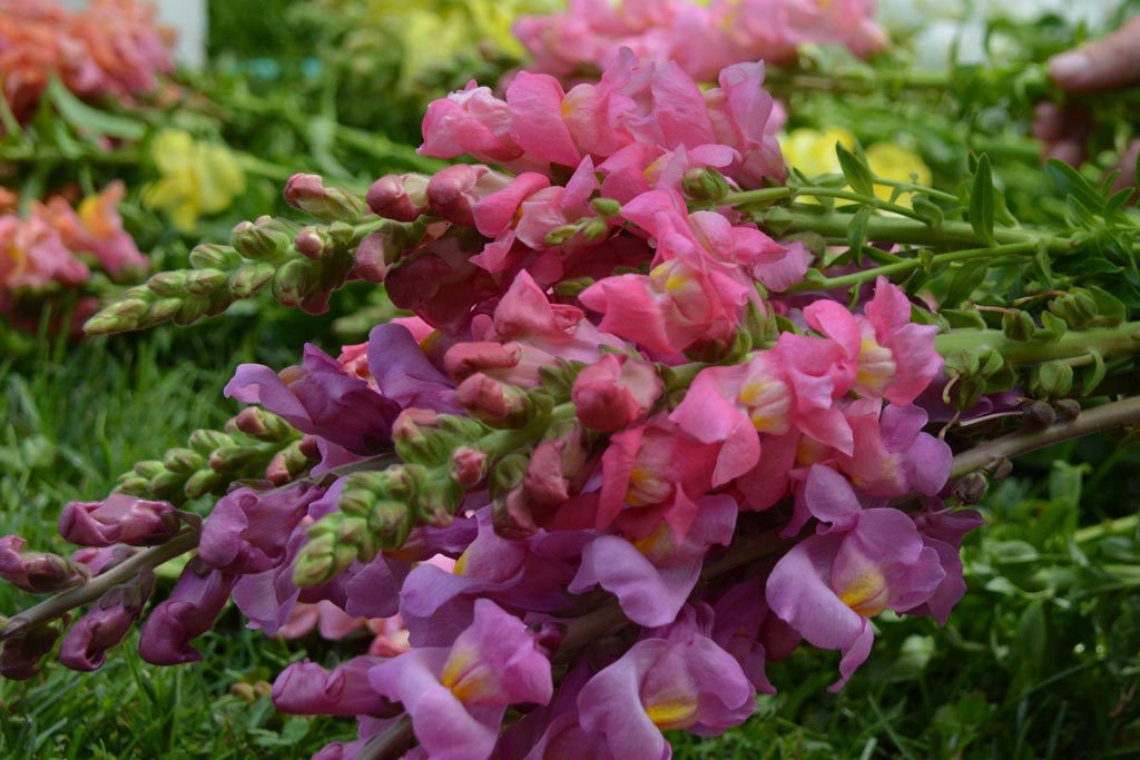 Ridgway Farm Fresh Cut Flowers